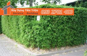 Cây xanh trồng làm hàng rào là lựa chọn tối ưu