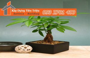 Địa chỉ bán cây cảnh bonsai cây xanh văn phòng Huyện Bình Chánh
