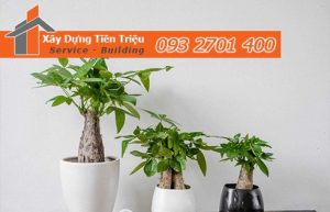 Địa chỉ bán cây cảnh bonsai cây xanh văn phòng Huyện Củ Chi