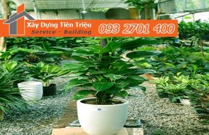 Địa chỉ bán cây cảnh bonsai cây xanh văn phòng Quận Bình Thạnh