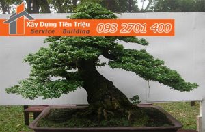 Địa chỉ bán cây cảnh bonsai cây xanh văn phòng Quận Tân Phú