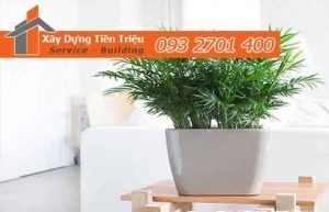 Bảng giá mua bán cây xanh văn phòng cây cảnh bonsai Huyện Cần Giờ.