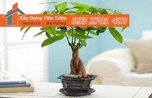 Địa chỉ uy tín cung cấp cây xanh văn phòng cây Bonsai đẹp Huyện Củ Chi.