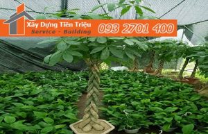 Bảng giá mua bán cây xanh văn phòng cây cảnh Bonsai tại Quận 11.