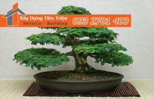Bảng giá mua bán cây xanh văn phòng cây cảnh bonsai tại Quận 12.