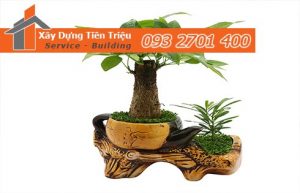 địa chỉ bán cây cảnh tại Quận 5 uy tín là Công ty TNHH TM - DV xây dựng Tiền Triệu.