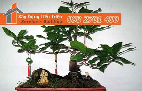 Bảng giá mua bán cây xanh văn phòng cây cảnh bonsai tại Quận Gò Vấp.