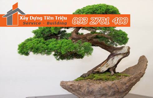 Bảng giá mua bán cây xanh văn phòng cây cảnh bonsai tại Quận Tân Bình.