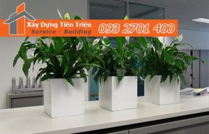 Địa chỉ bán cây cảnh bonsai cây xanh văn phòng Đồng Nai
